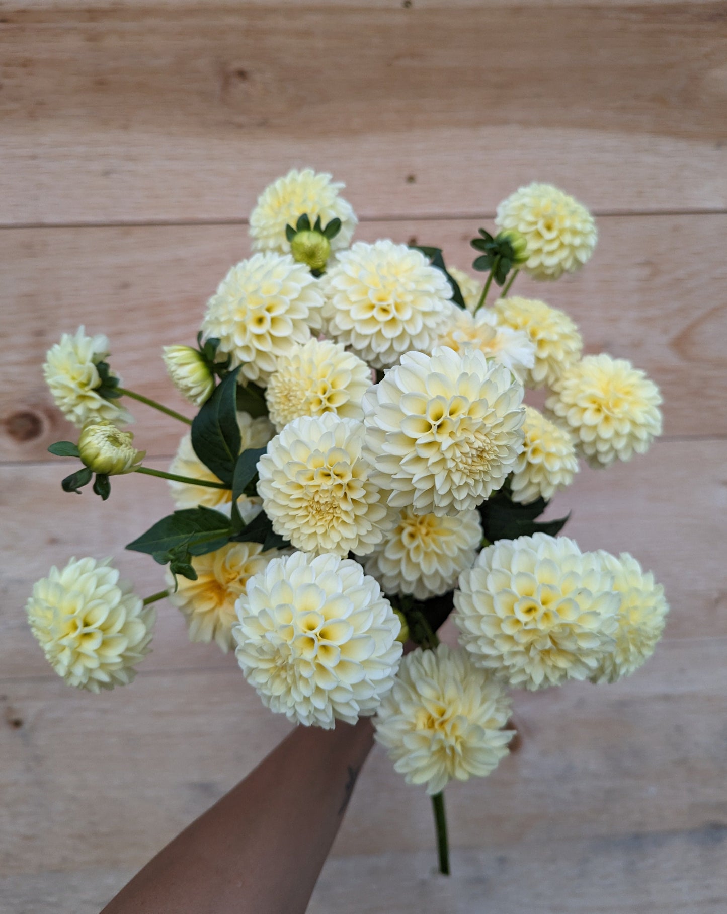 Creamy Dahlia