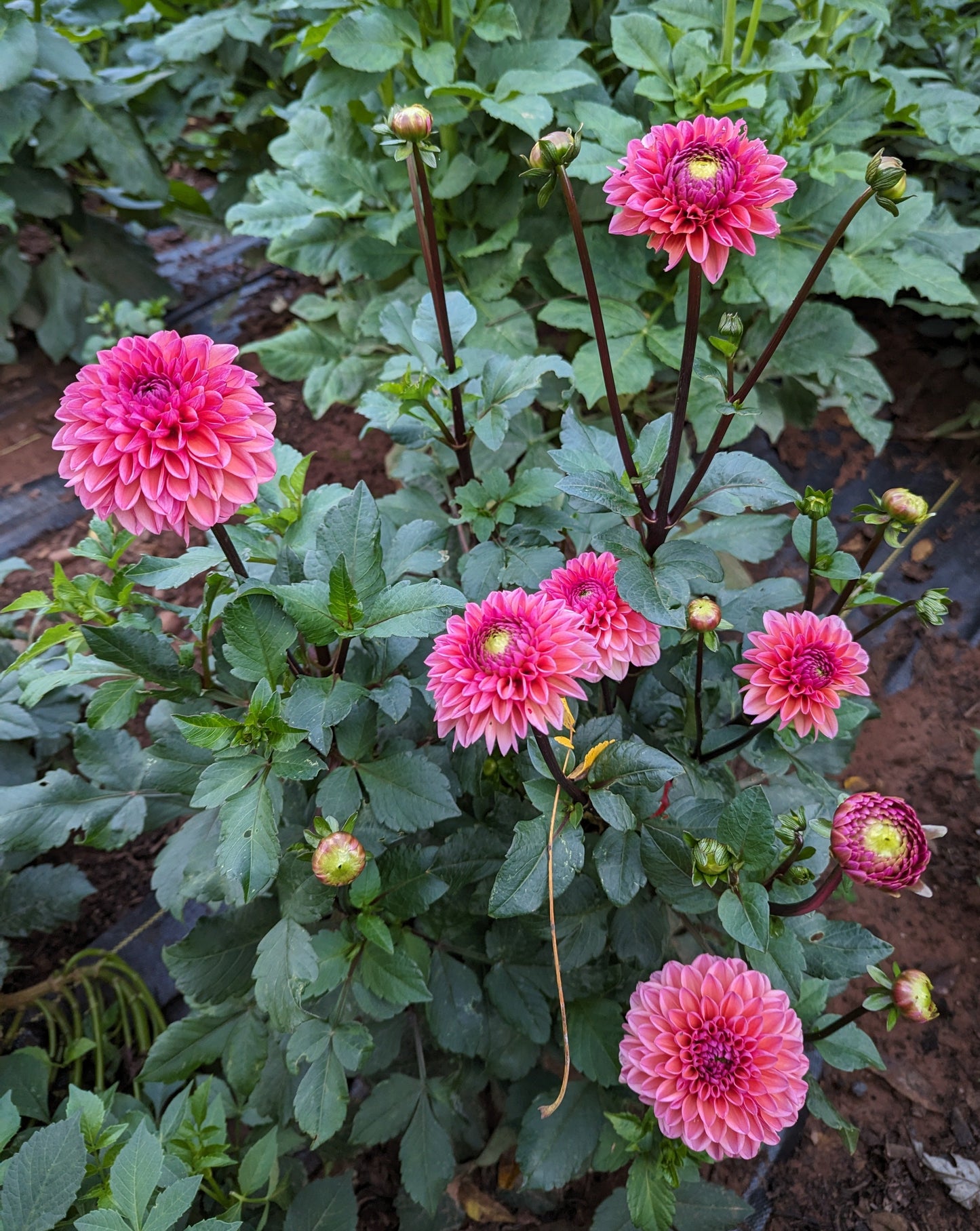 Daisy Duke Dahlia