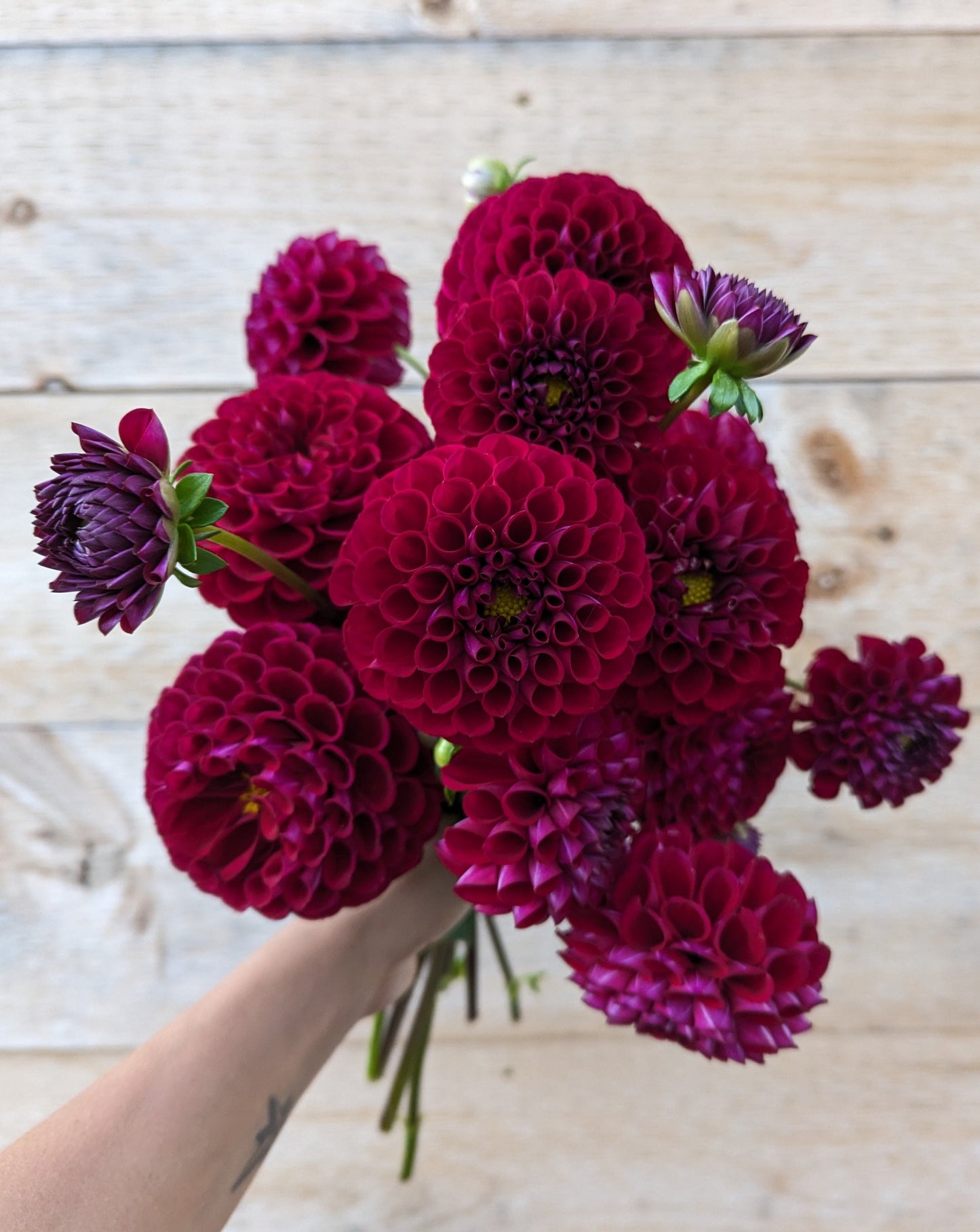 Ivanetti Dahlia