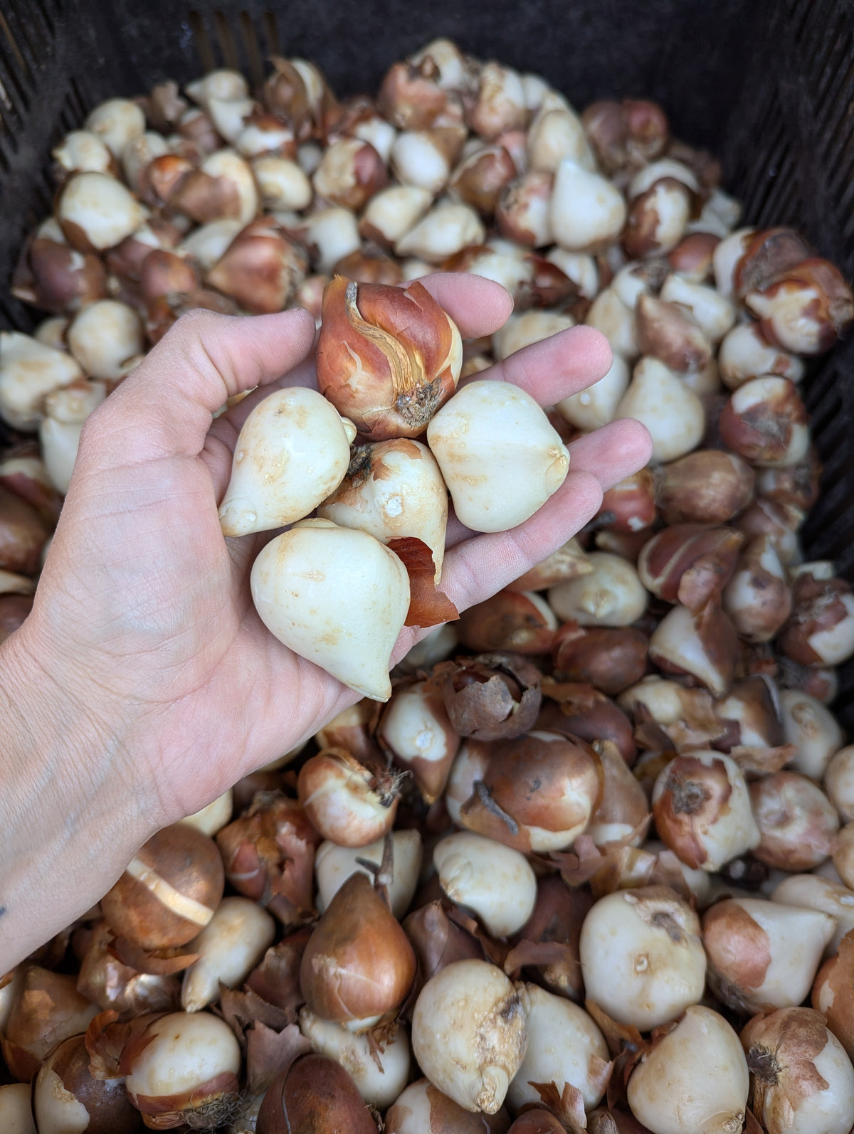 Akebono Tulip Bulbs