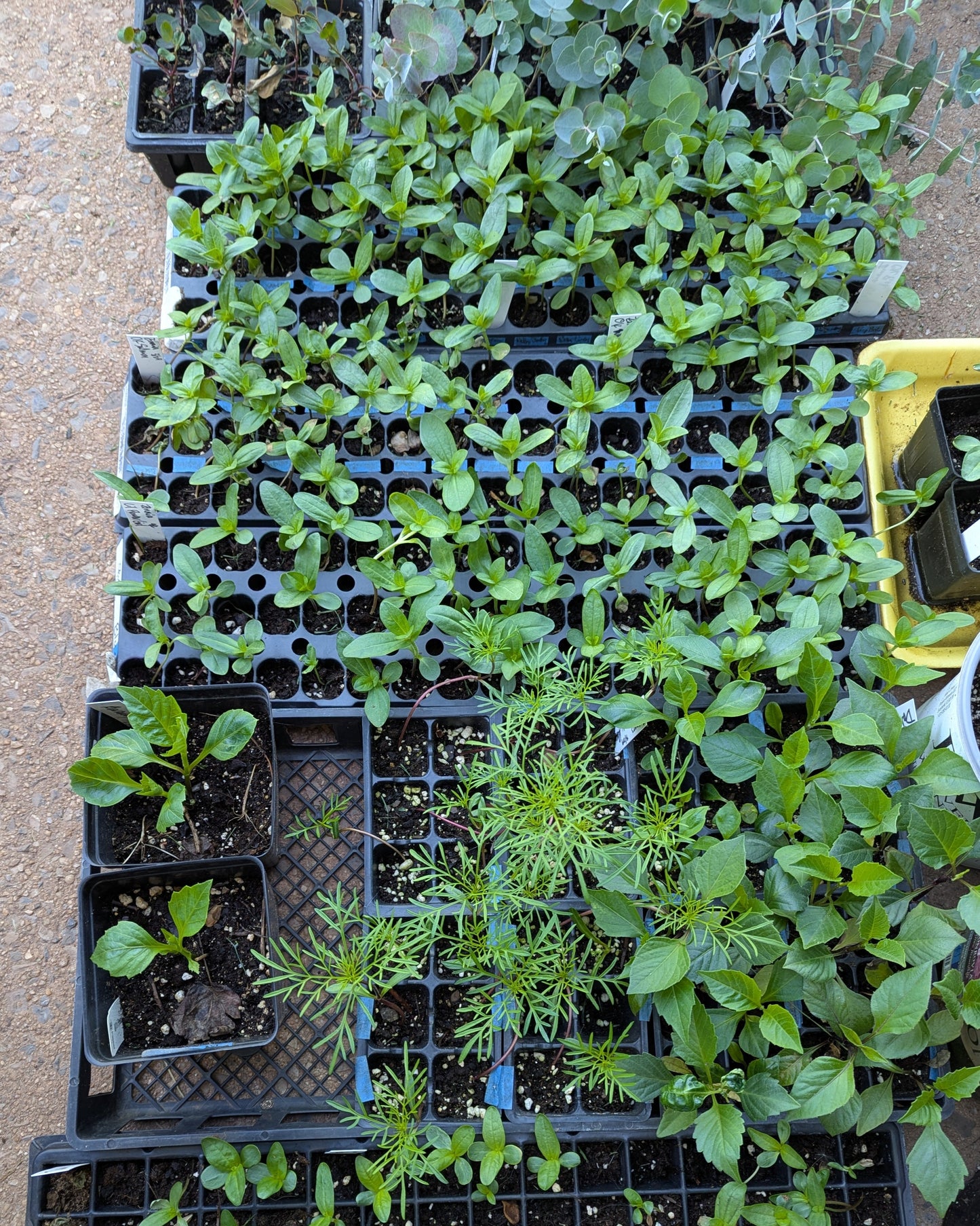 Grow-Your-Own Perennials Kit