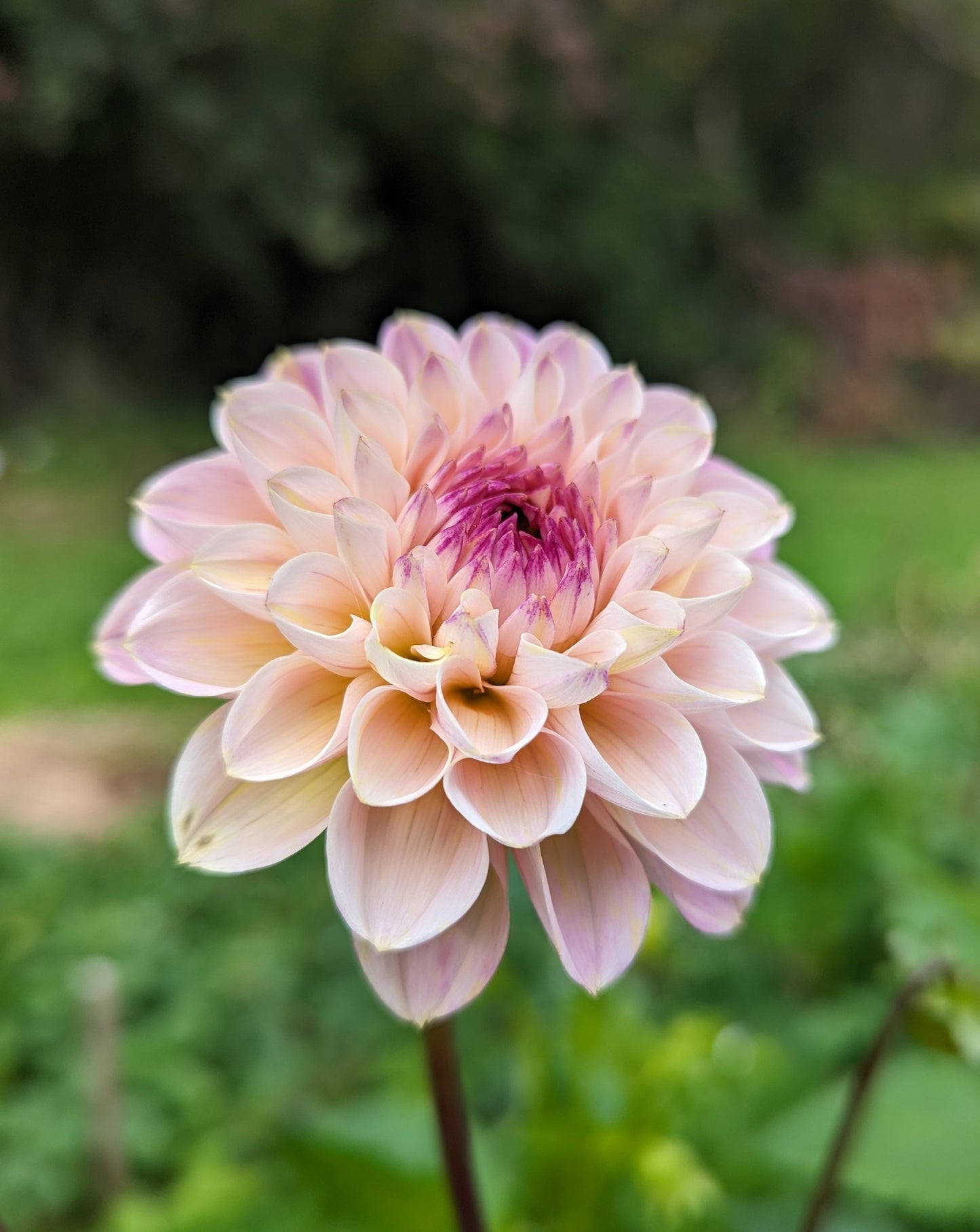 Wine-Eyed Jill Dahlia