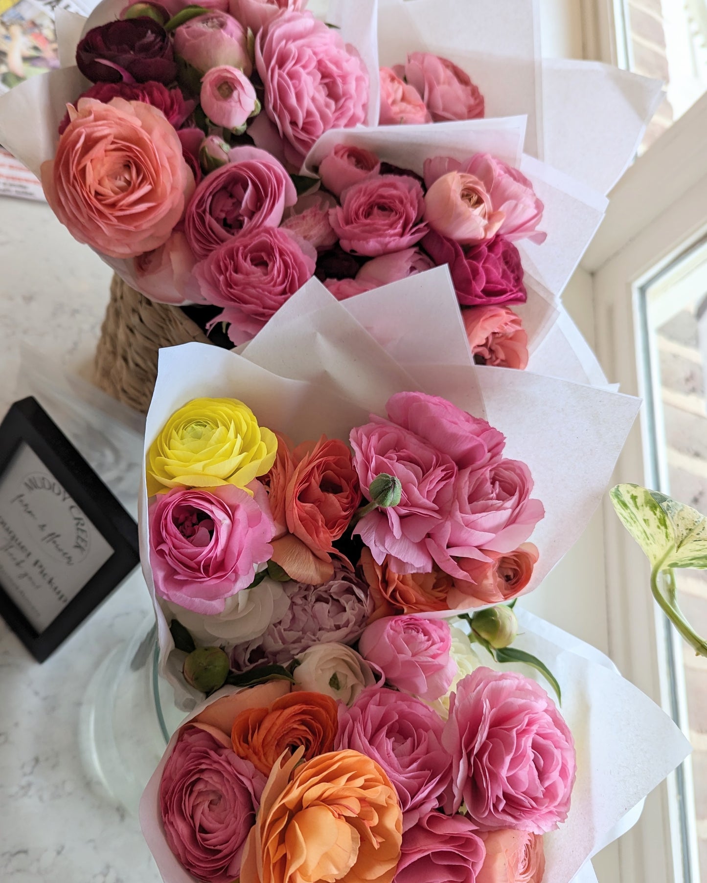 Ranunculus Tecolote Picotee Mix