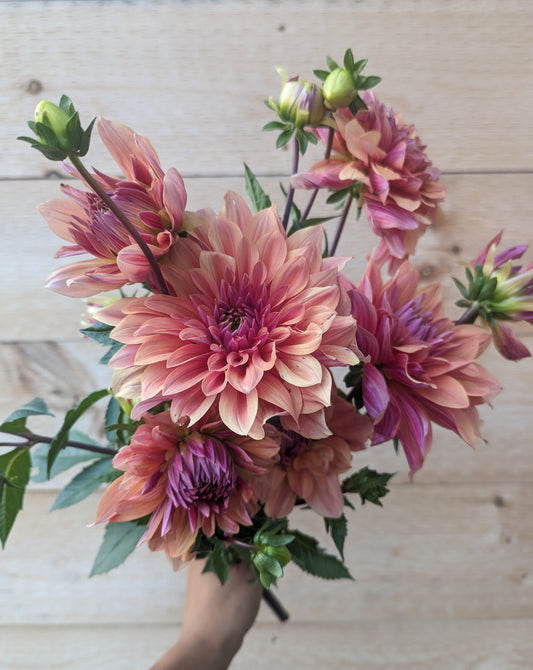 Andy's Legacy Dahlia