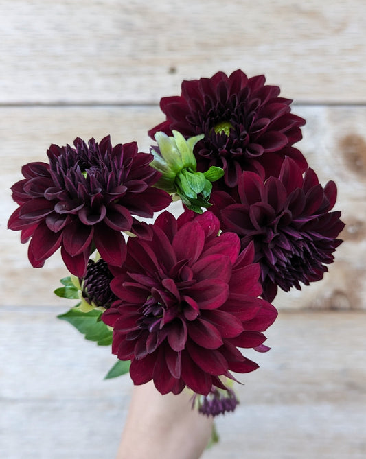 Black Satin Dahlia