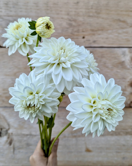 Blizzard Dahlia