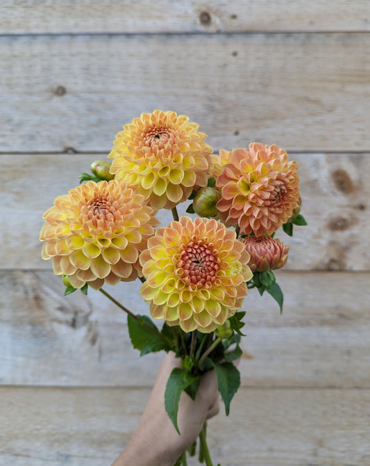 Blyton Softer Gleam Dahlia