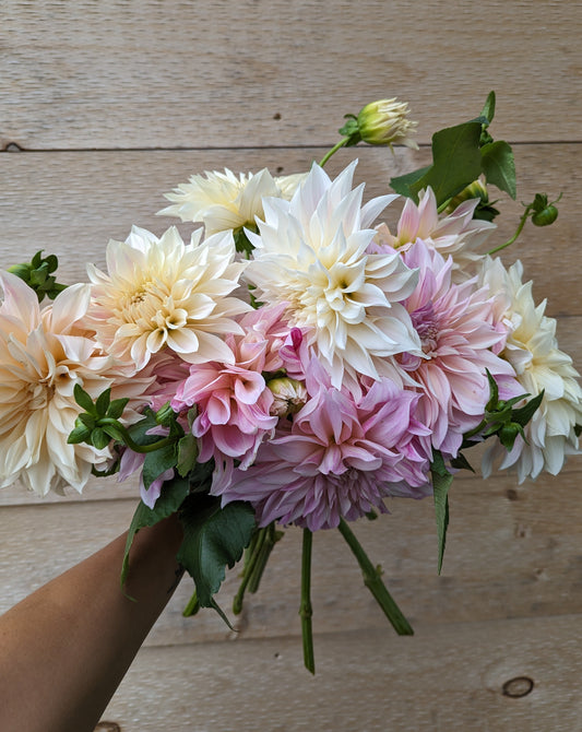 Cafe Au Lait Dahlia