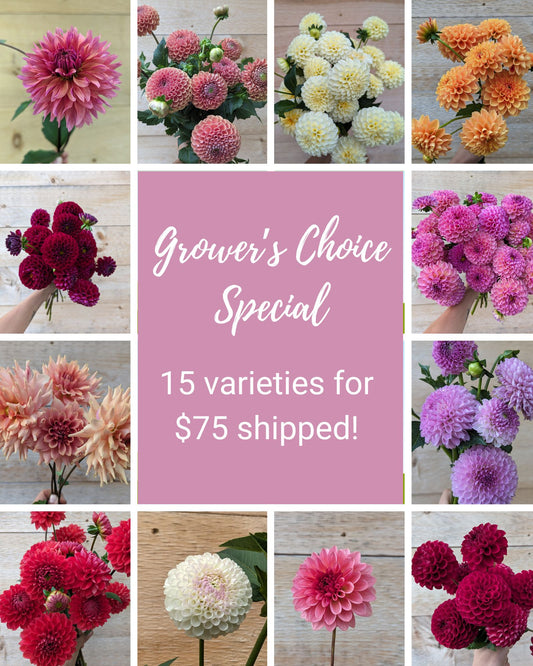 Grower's Special Collection of 15 Dahlias