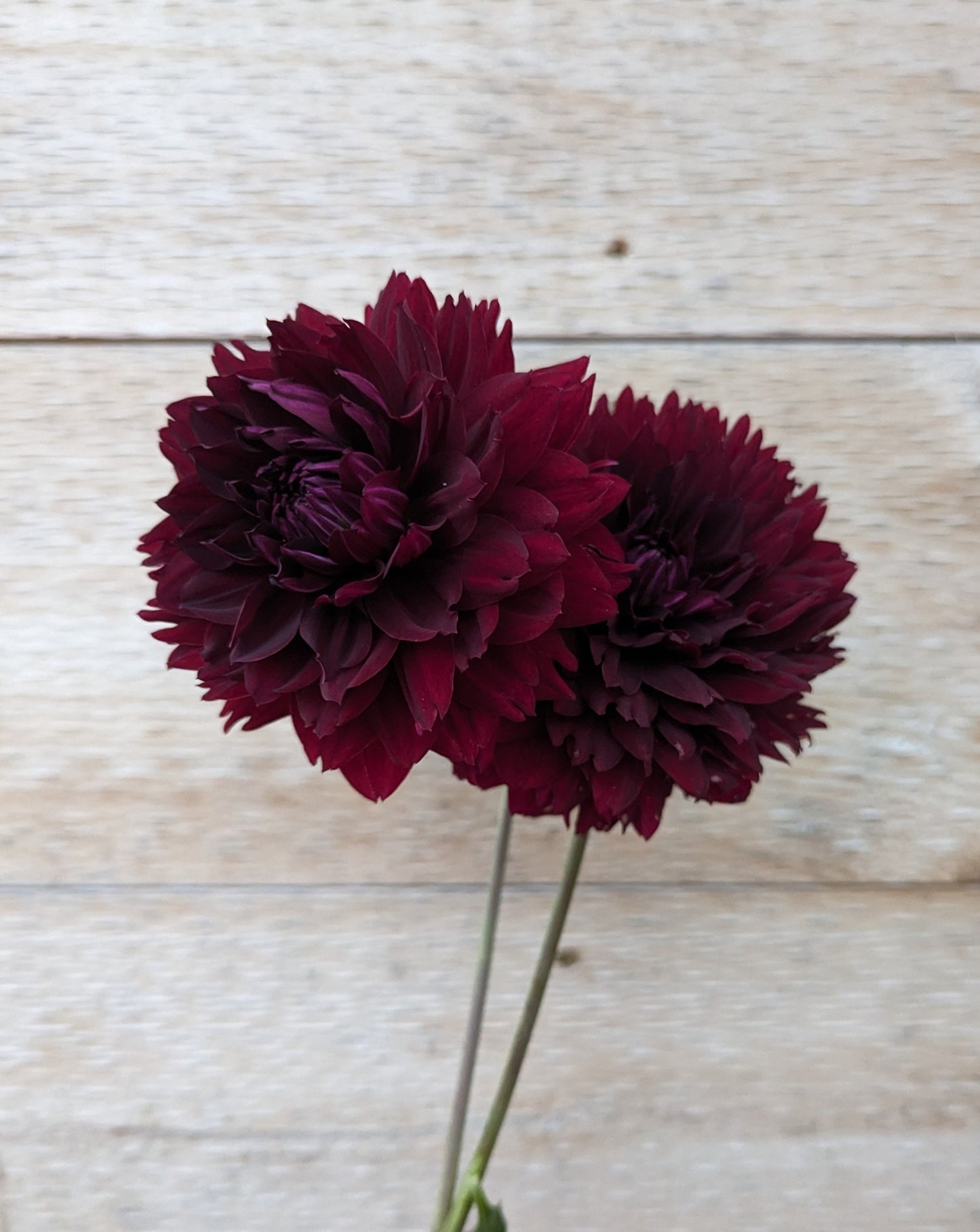 Hollyhill Black Widow Dahlia
