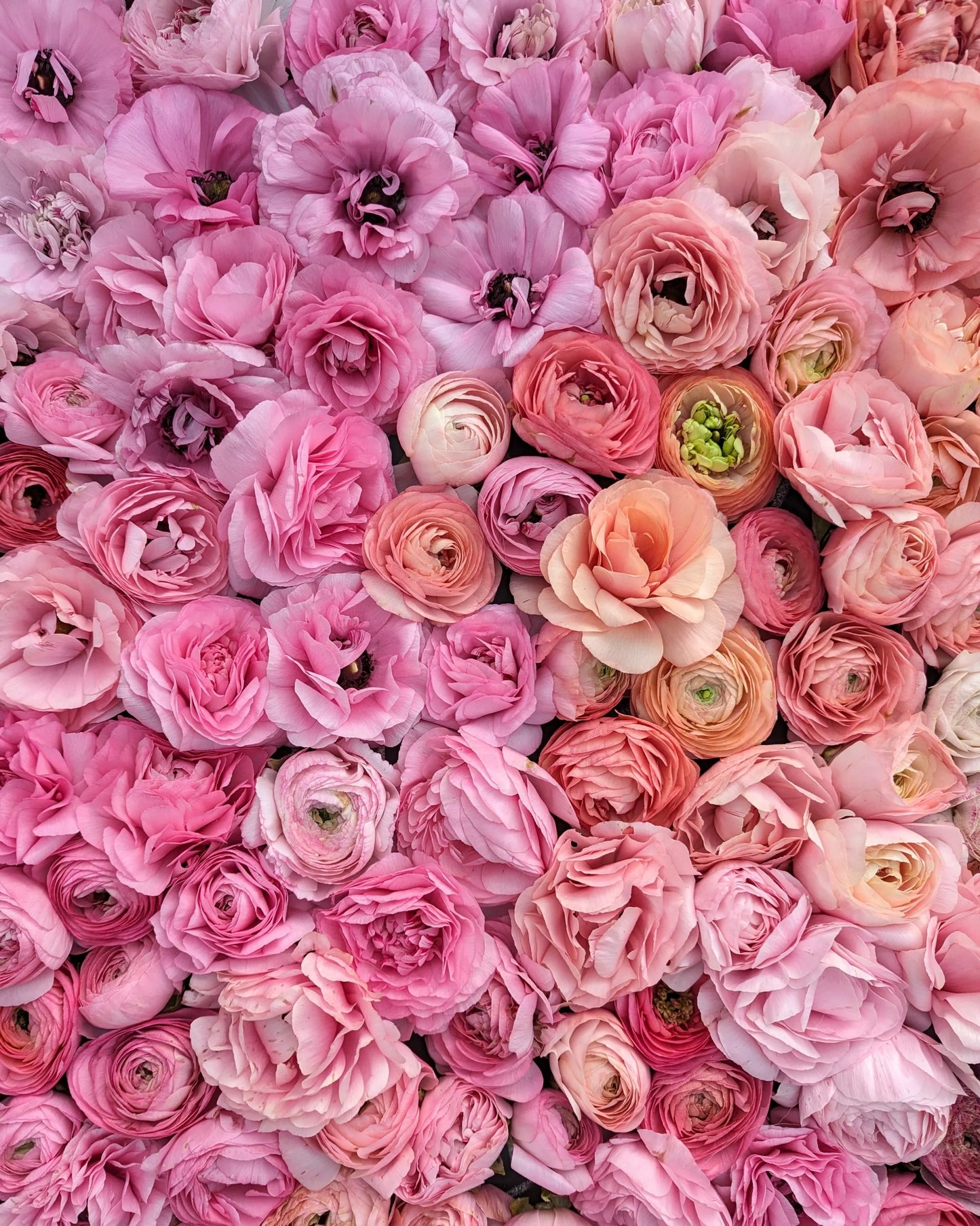 Ranunculus Amandine Pastel Mix