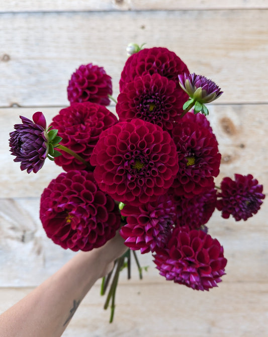 Ivanetti Dahlia