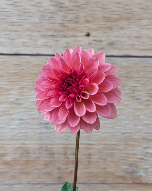Jabberbox Dahlia