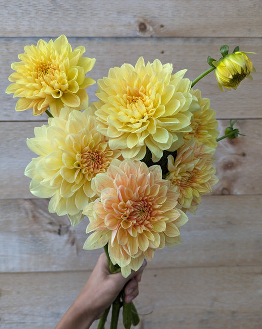 Mary Lou Dahlia