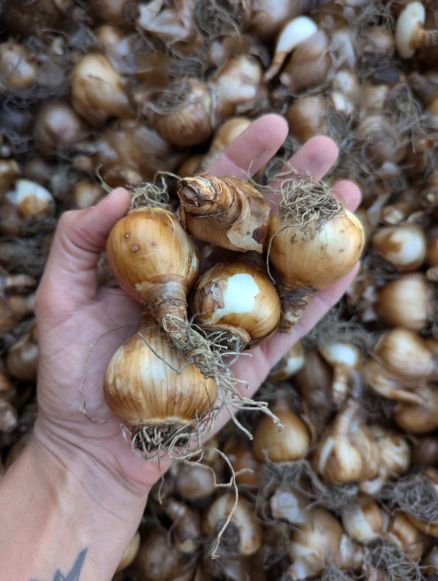 Tom Pouce Narcissus Bulbs
