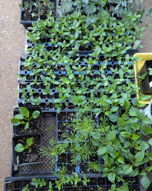 Grow Your Own Cut Flowers Bundle