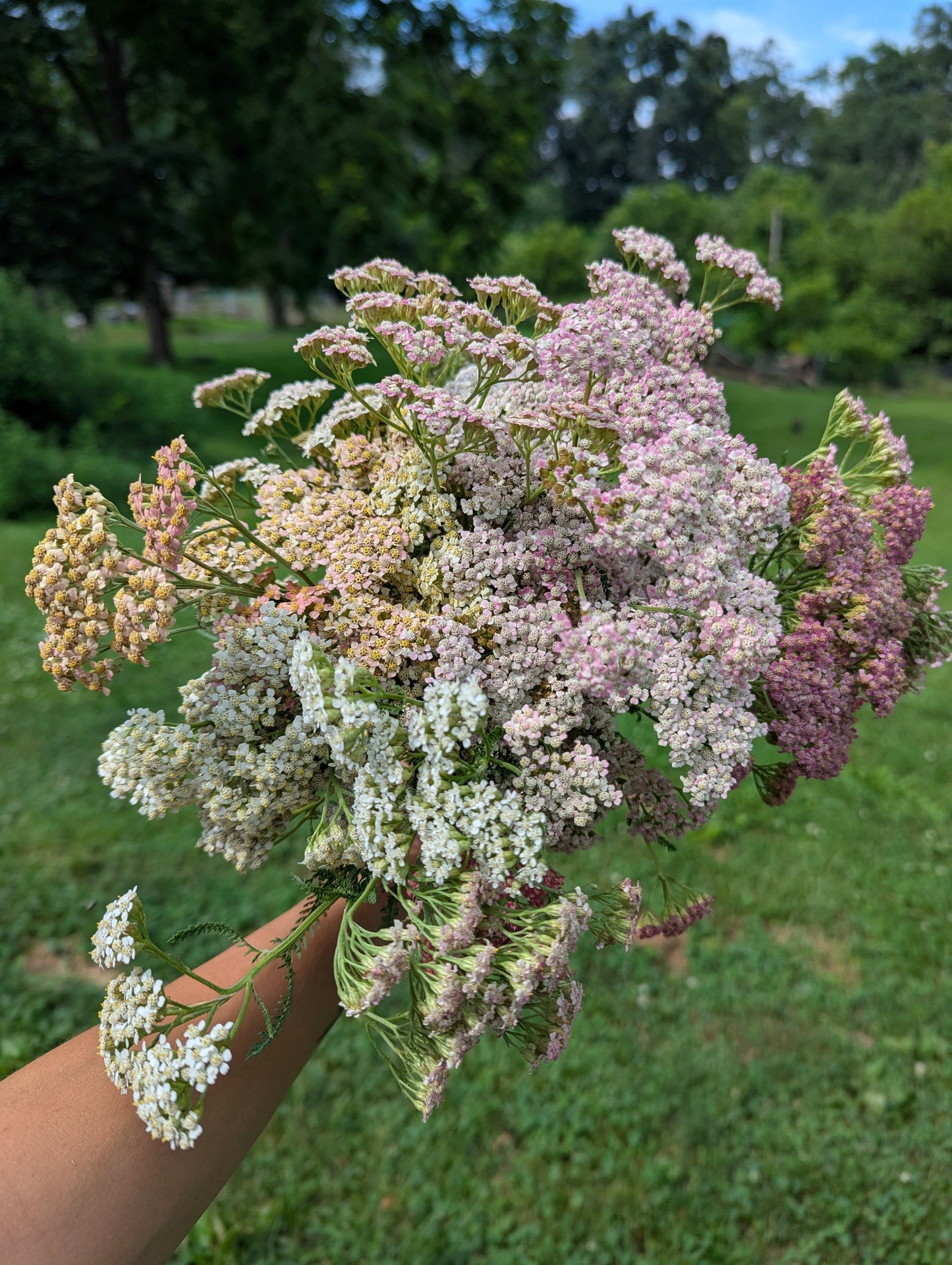 Grow-Your-Own Perennials Kit