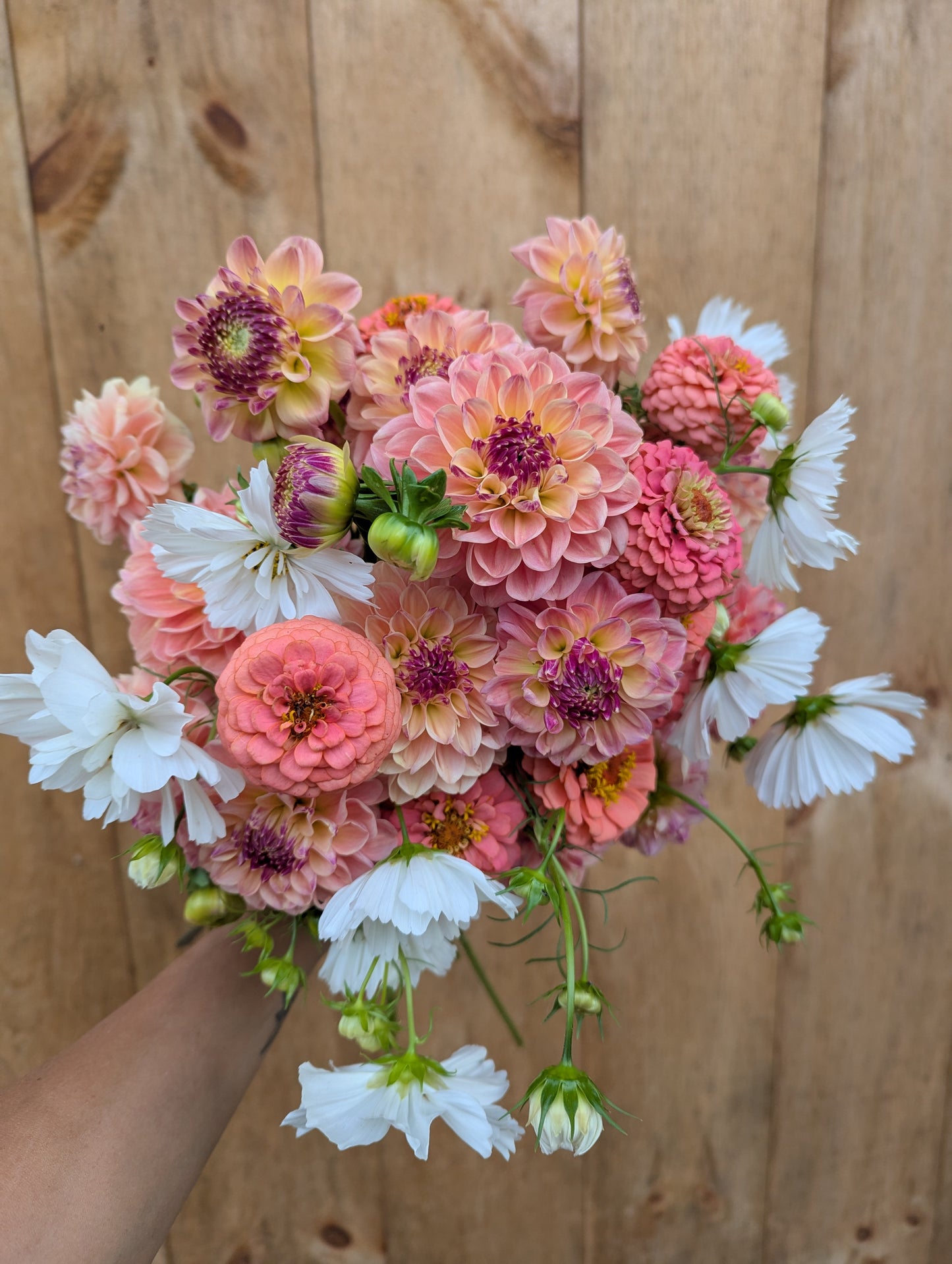 Grow-Your-Own Summer Annuals Kit