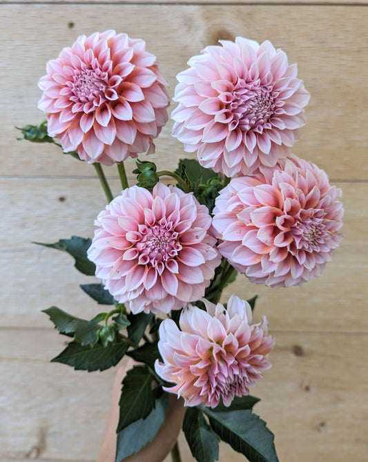 Peaches-N-Cream Dahlia