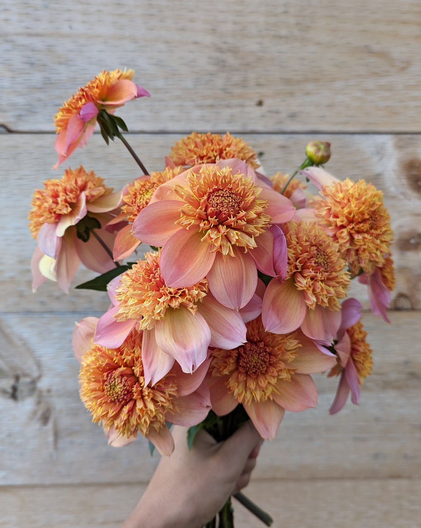 Sandia Brocade Dahlia