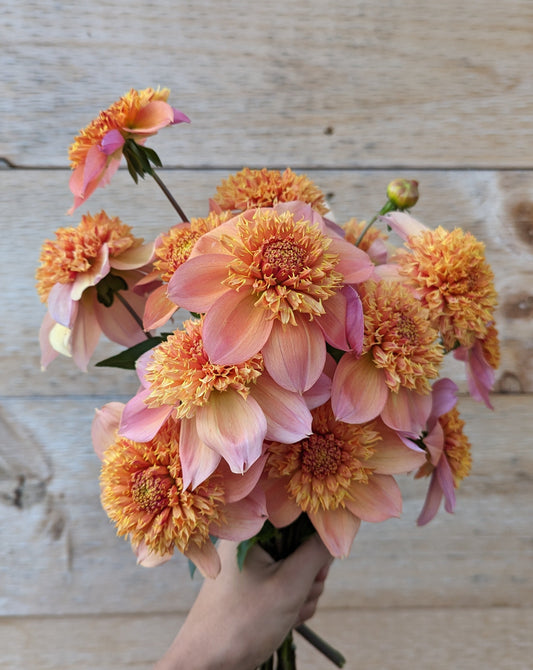 Sandia Brocade Dahlia