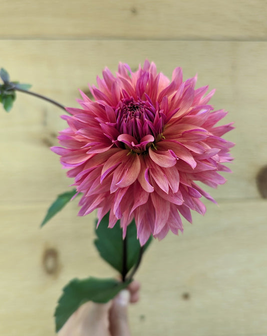 Sonic Bloom Dahlia