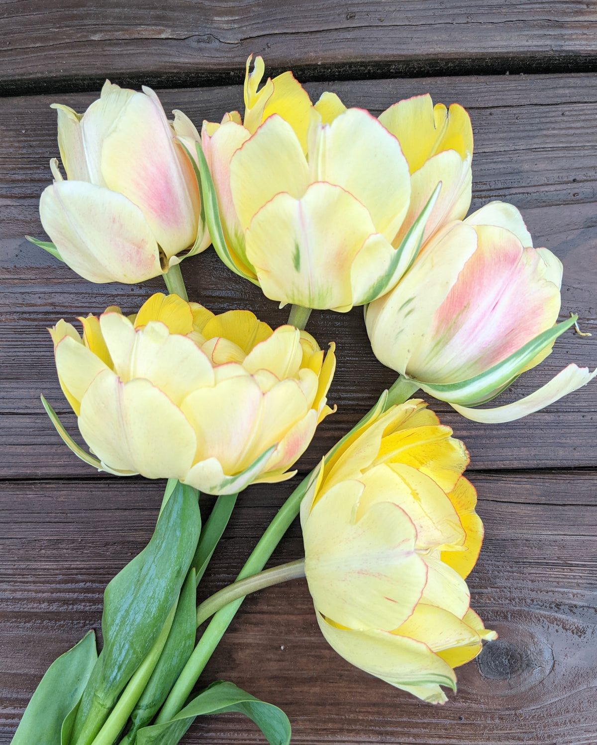 Akebono Tulip Bulbs