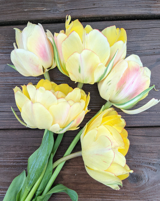 Akebono Tulip Bulbs