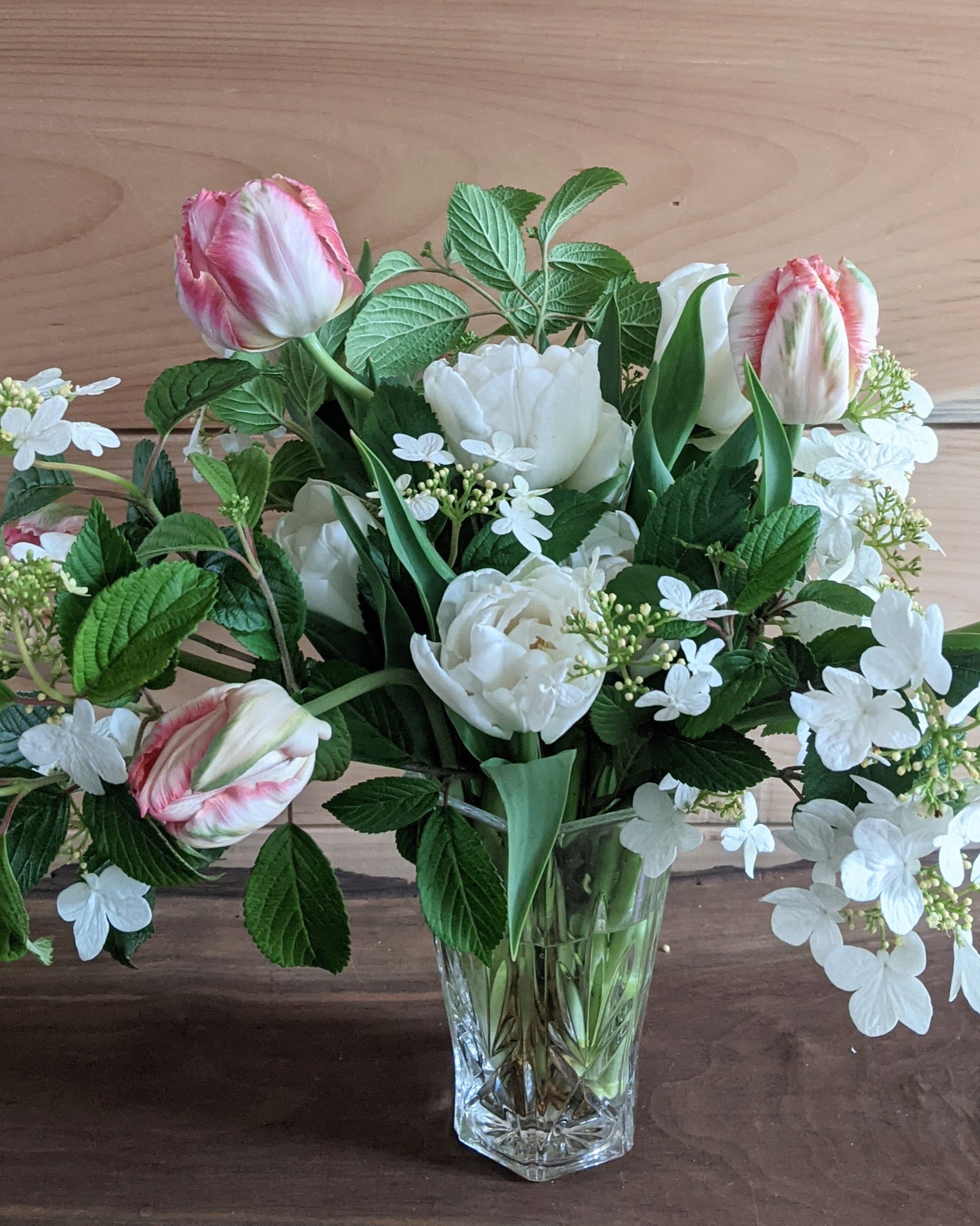 Amazing Parrot Tulip Bulbs