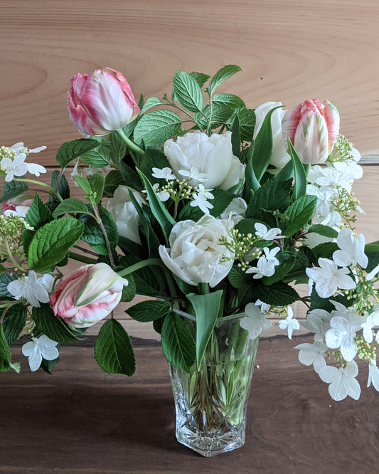 Amazing Parrot Tulip Bulbs