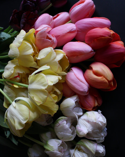 Snow Crystal Tulip Bulbs