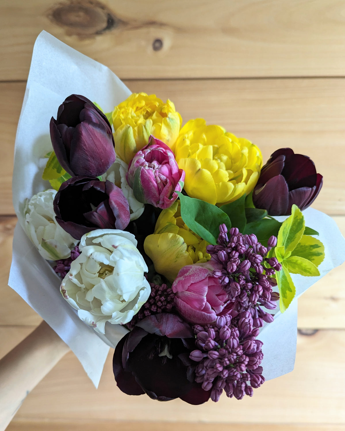 Black Hero Tulip Bulbs