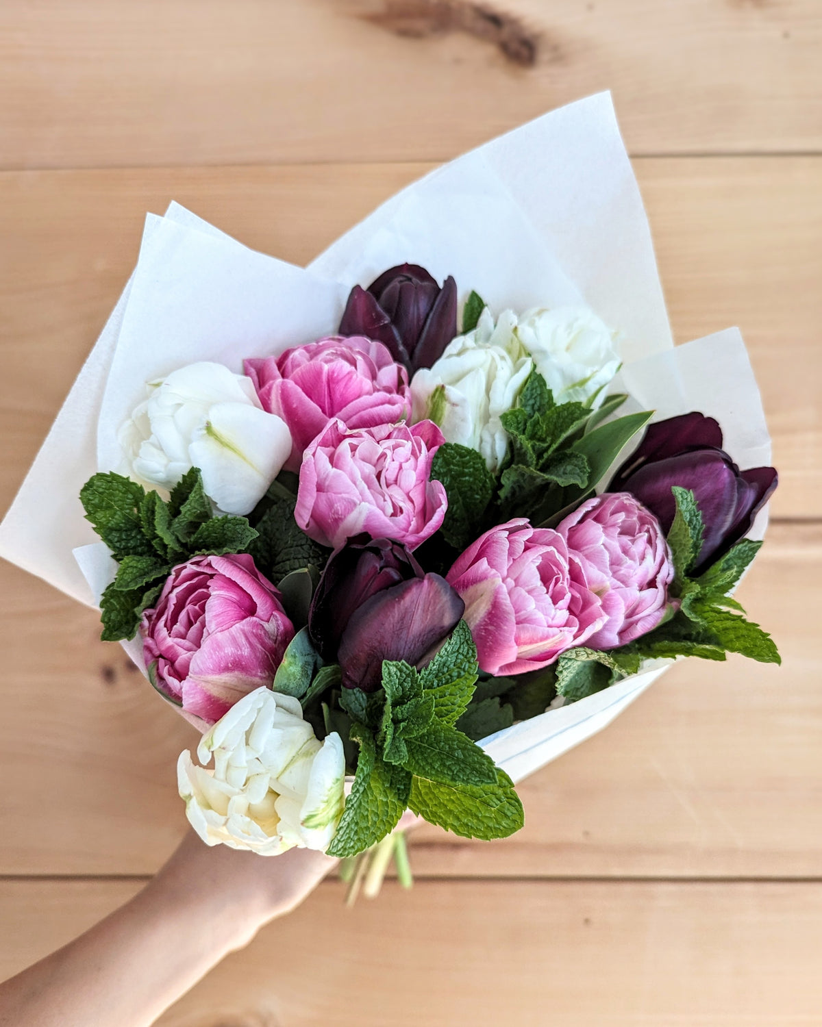 Black Hero Tulip Bulbs