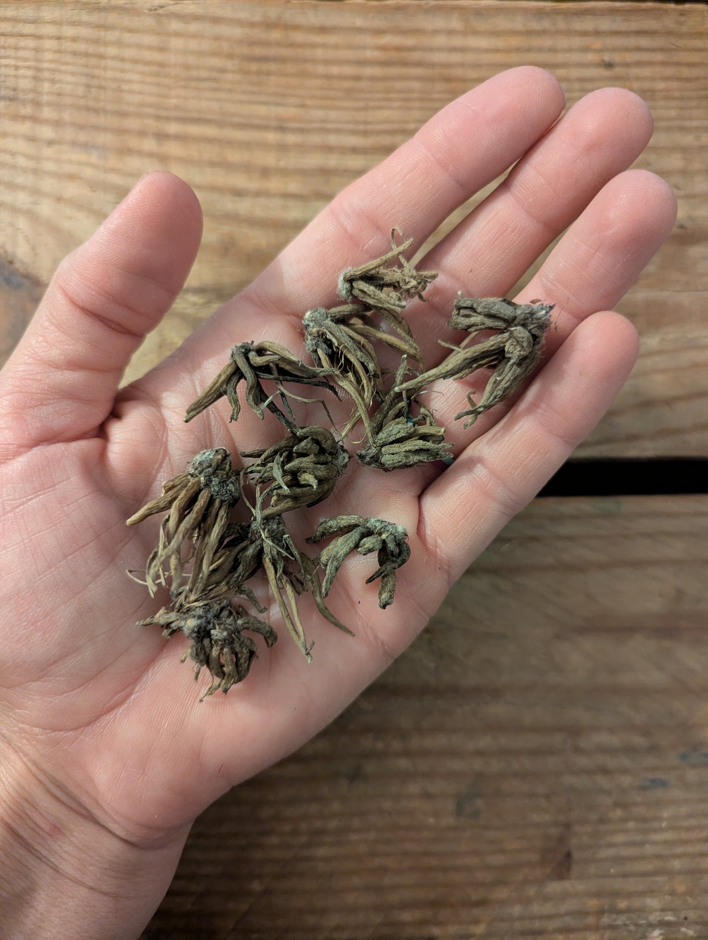 Ranunculus Half-Clone Tango