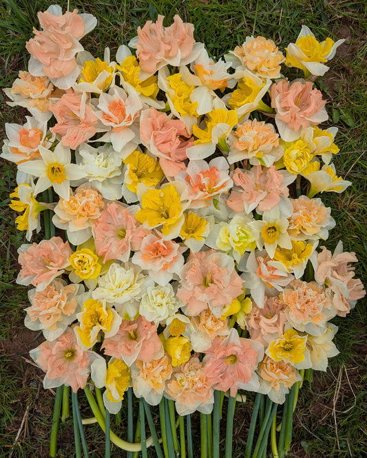 Angel Fire Narcissus Bulbs