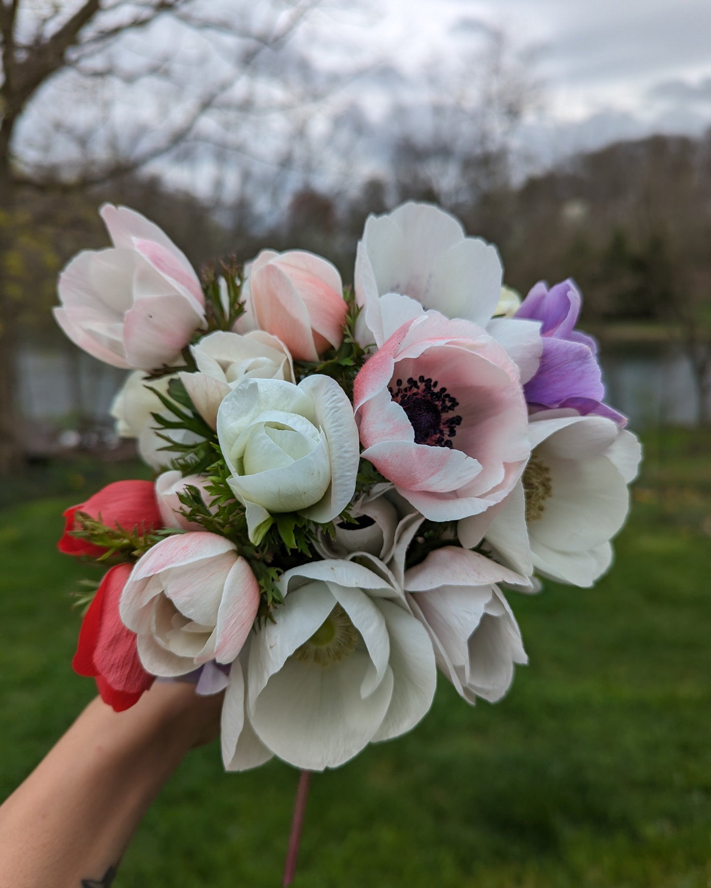 Anemone Galilee Pastel Mix