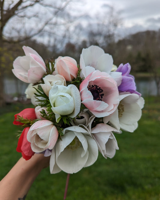 Anemone Galilee Pastel Mix