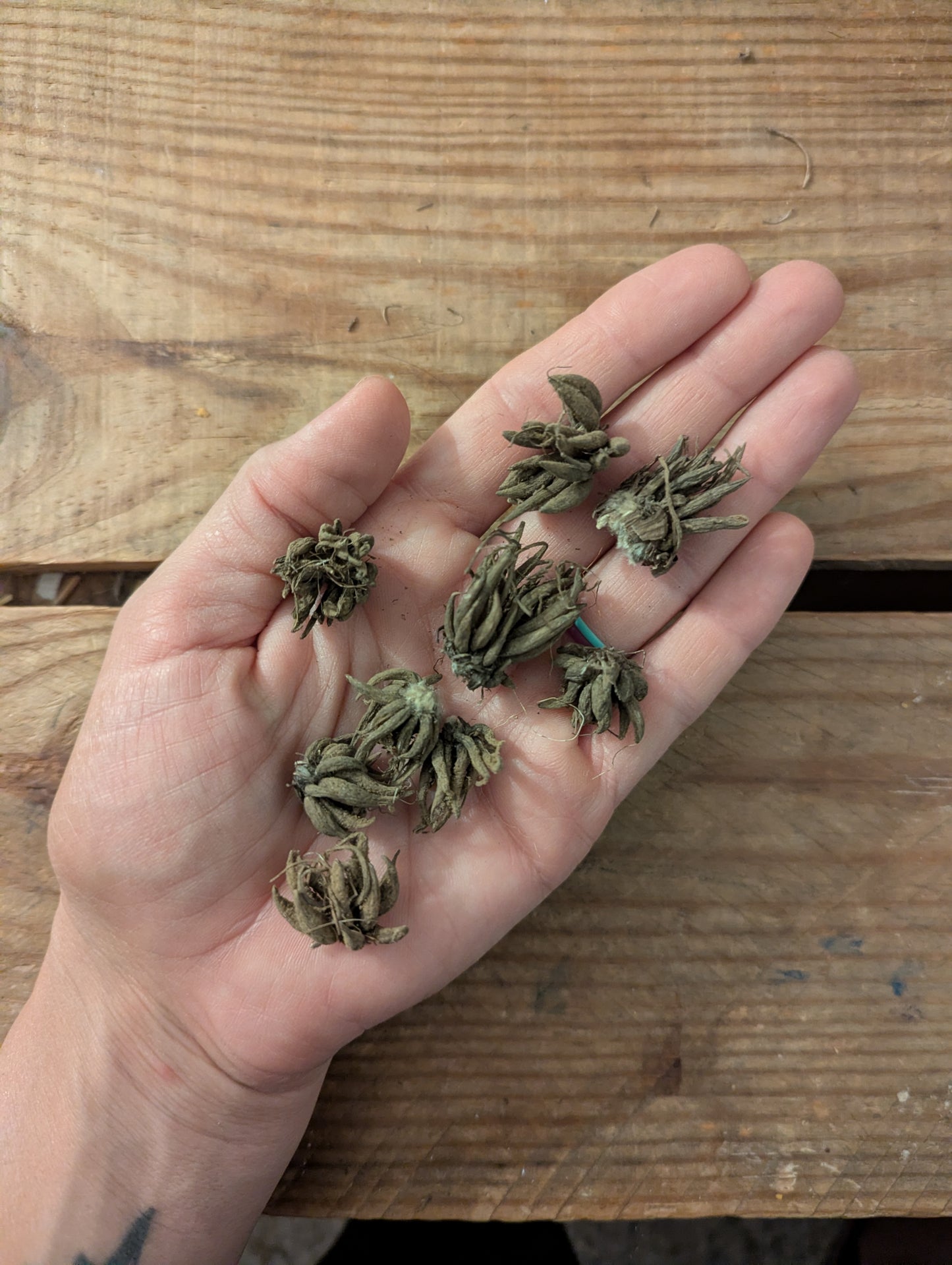 Ranunculus Tecolote Picotee Mix