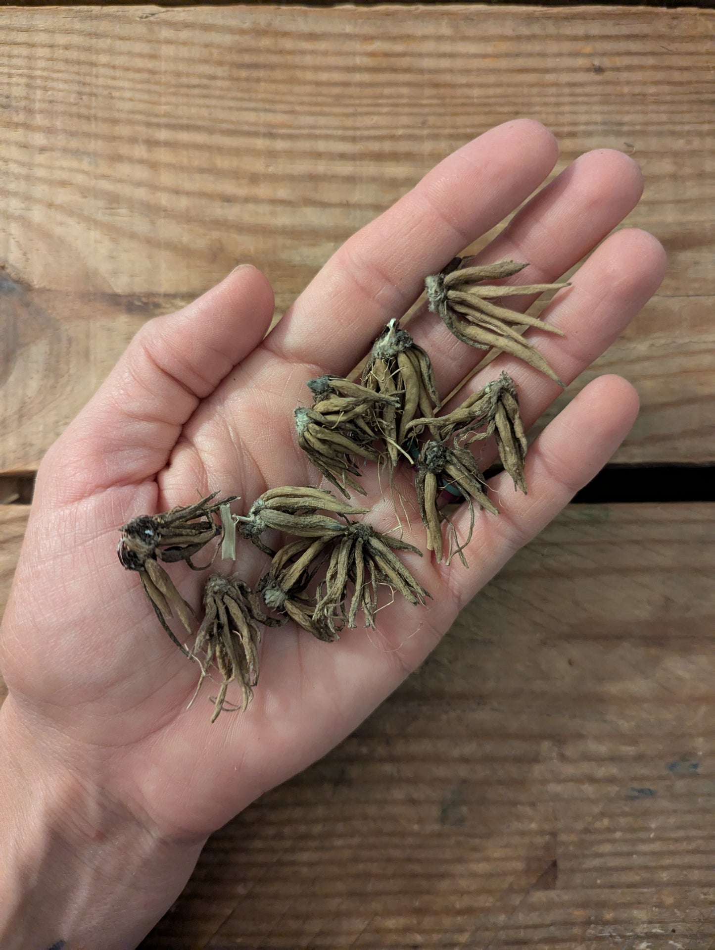 Ranunculus La Belle White Picotee