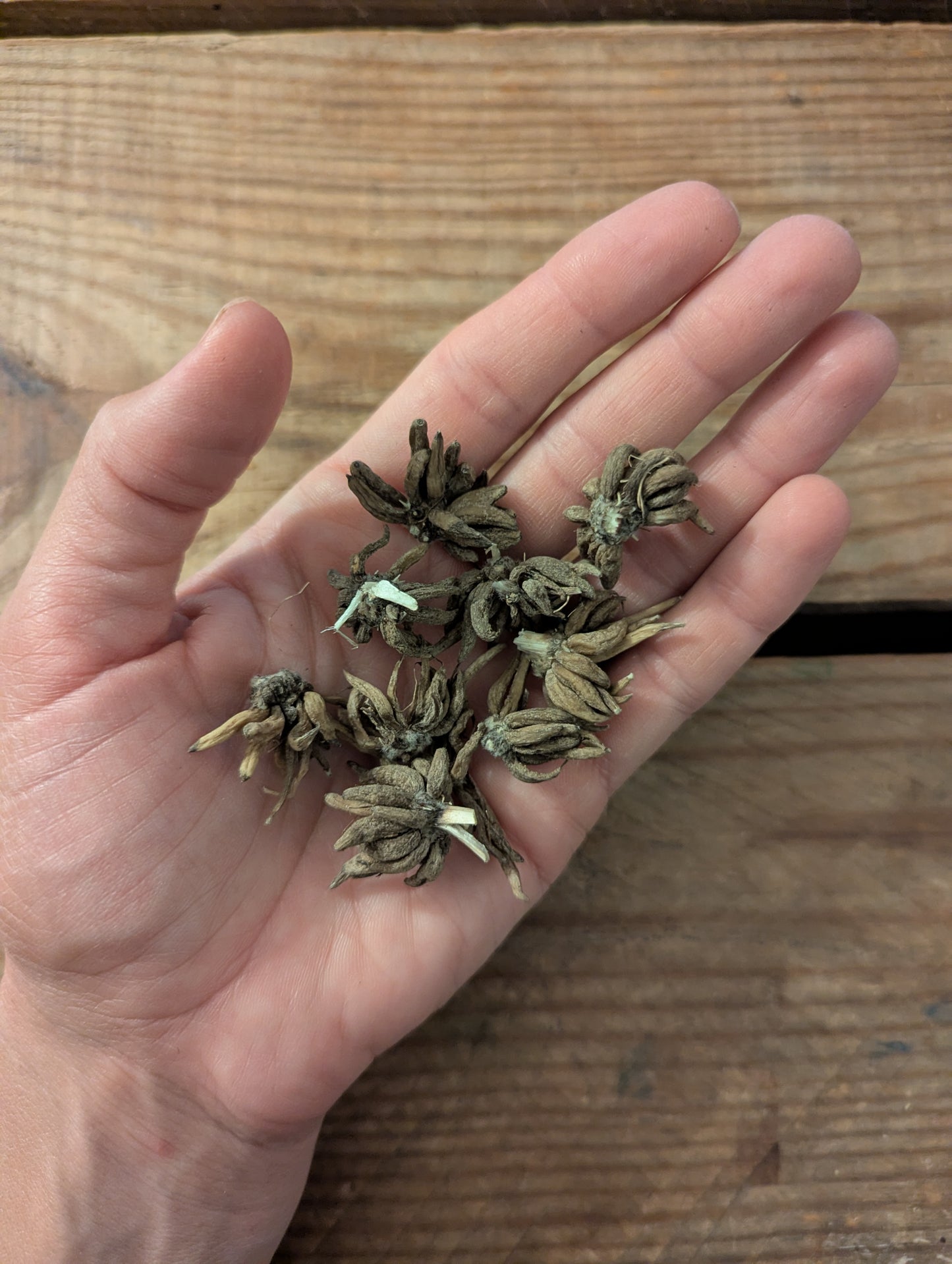 Ranunculus Amandine Pastel Mix